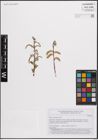 Foto von Salix eleagnos Scop.